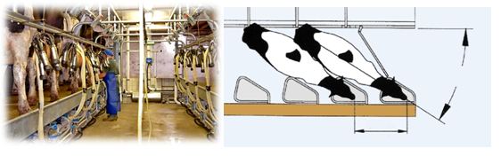 The 32° milking palour