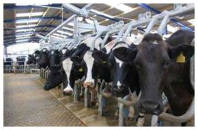 Parallel milking palour