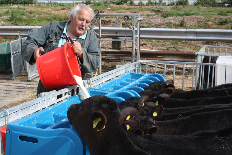 Calf feeder