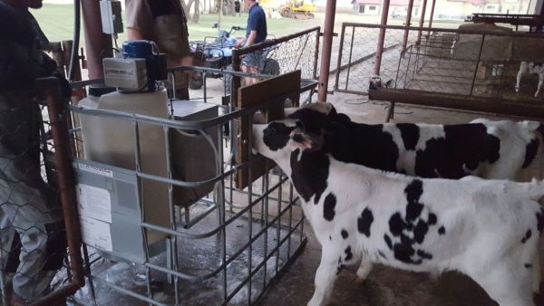 Calf feeder