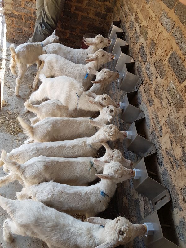 Wydale goat feeder