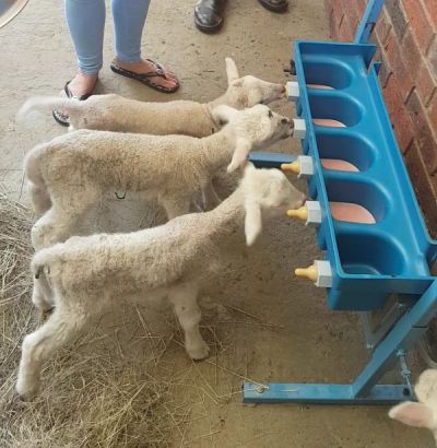 Wydale lamb feeder