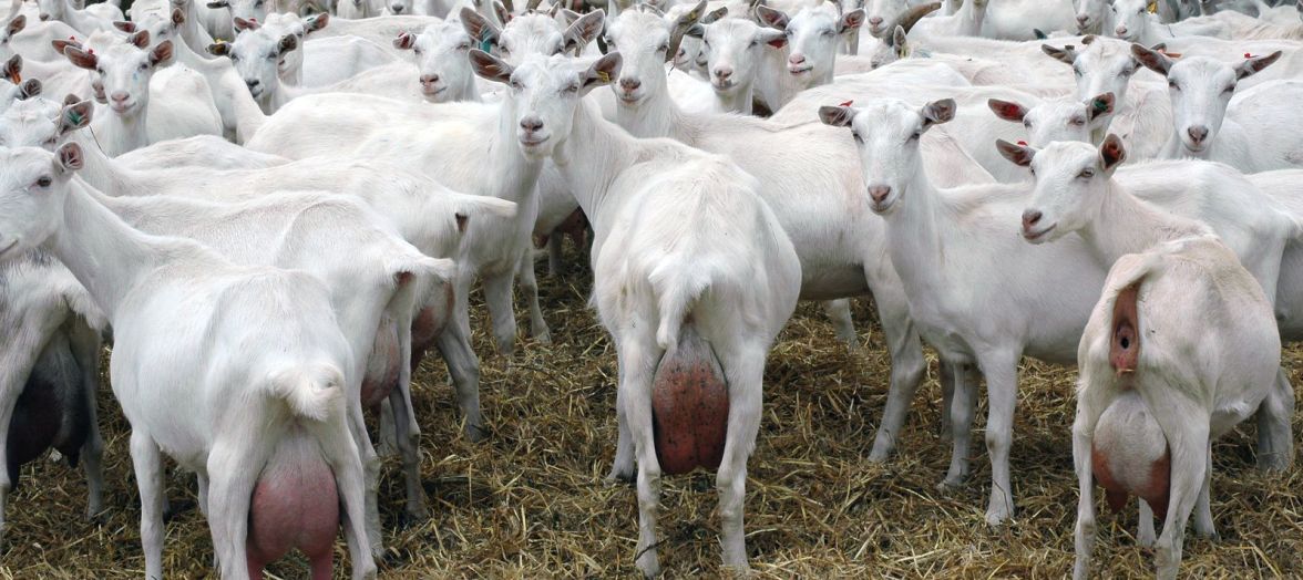 Goats