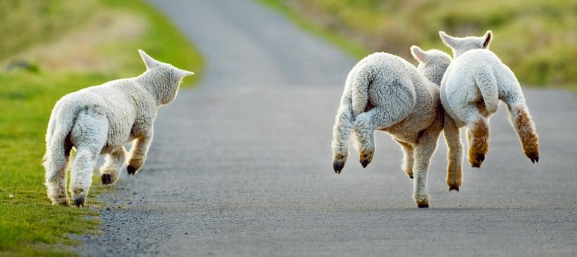 Sheep